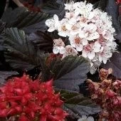 Пузыреплодник калинолистный Ред Барон P9 (КолорЛайн)