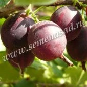 Крыжовник Арлекин (ПОИСК)