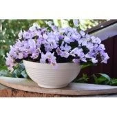 Миска Парма без поддона 2л d20 h9,5 белая 1/22 (ТехПласт)