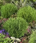 Туя западная Литл Чемпион P9 конт. (КолорЛайн)