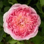 Роза Робе а ля Франсез Шраб (Садовита)