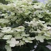 Гортензия метельчатая Поулстар P9 (КолорЛайн)