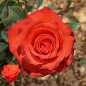 Роза Анжелика Чайно-гибридная (Садовита)