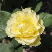 Роза Лимбо Чайно-гибридная (Садовита)