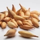 Лук севок Олина (Бамбергер) 10/21 сетка 10кг (Голландия-Россия)  +/-10%