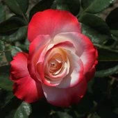 Роза Ностальжи Чайно-гибридная (Садовита)