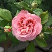 Роза Кэнди Экспрешн чайно-гибридная (Садовита)