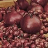 Лук севок Кармен 10/21 сетка 10кг (Голландия-Россия) +/-10%