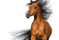 НОВИНКА на складе!  Конский навоз в новой  фасовке 1 кг.  НОВИНКА на складе!  Конский навоз в новой  фасовке 1 кг.